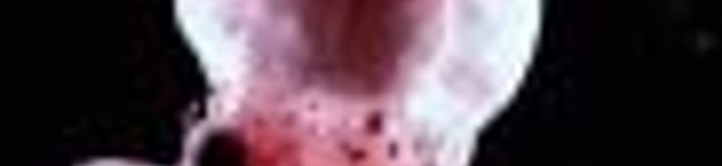たまでび's header image