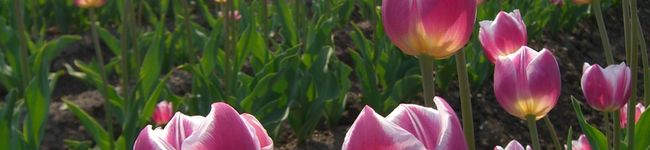 ccchiko's header image