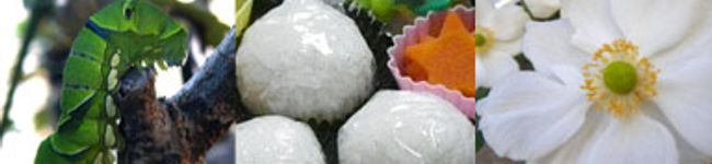 kaumama's header image