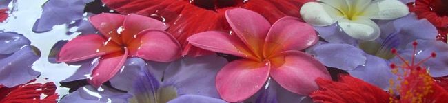 gyabee's header image