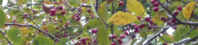 iittala's header image