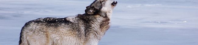 volfe's header image