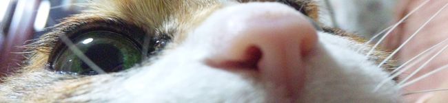 猫のすずめ's header image
