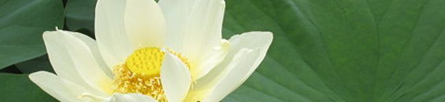 蓮華の花's header image