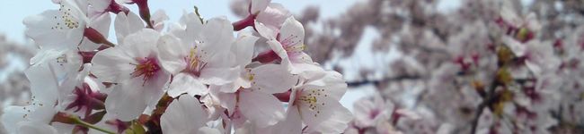 hiyomom's header image