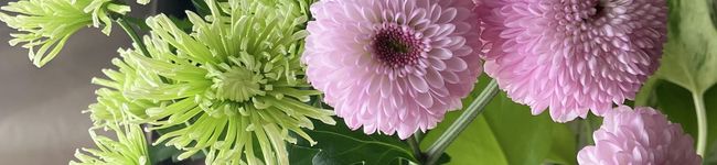 Whiteoak's header image