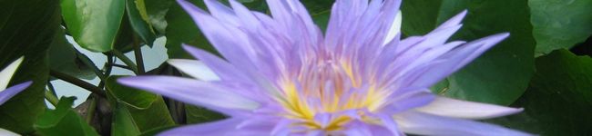 mika.o's header image