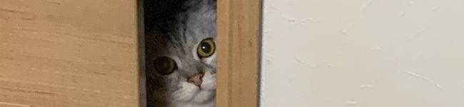 やっちゃんの女's header image