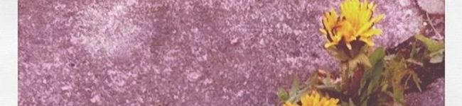 Qihou's header image
