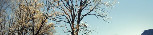ＭＳＳ's header image