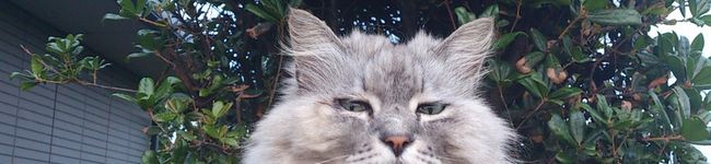 まめまきねこ's header image