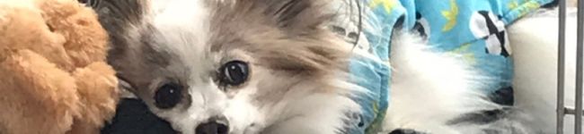 イエロー・サブマリン's header image
