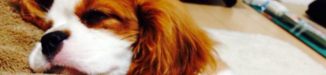 MAO36's header image