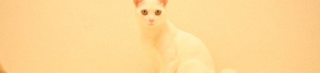 まるちろ's header image