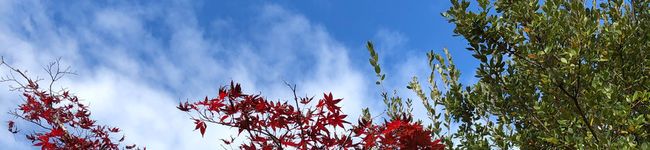 いのいの's header image