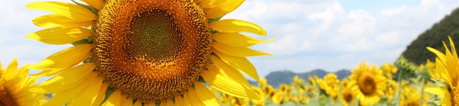 Nana1001's header image