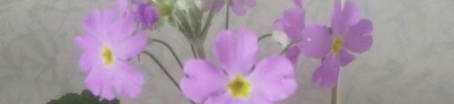 時計草2's header image