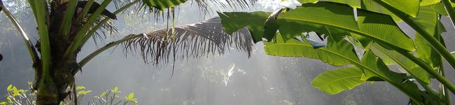 summergras's header image