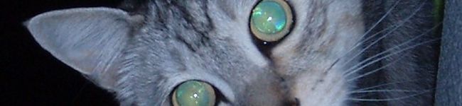 ぱと＊'s header image