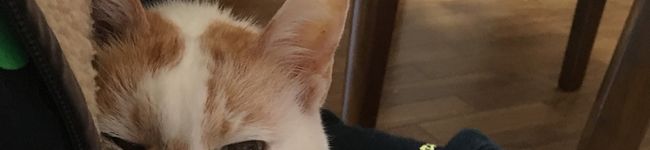 nijinowa's header image