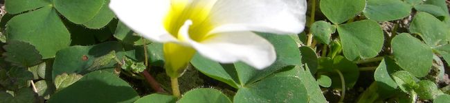 TOCOLOTEN's header image