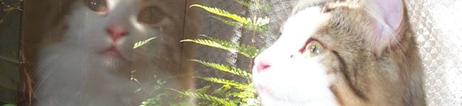 チャオ美's header image