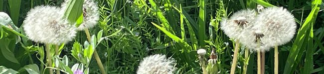 すやすや猫's header image