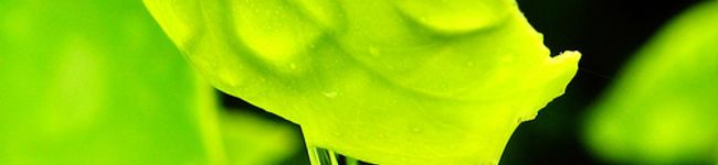 tarirarira's header image