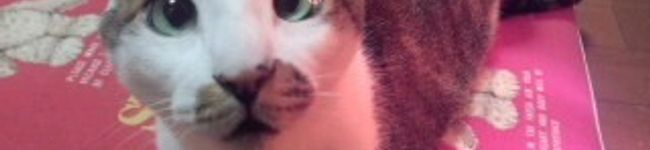 mamemata's header image