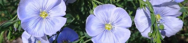herb_rose's header image