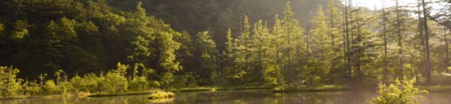 Sachi's header image