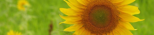 スカーレットの末裔's header image