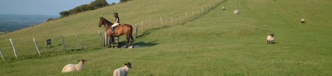 nepi's header image