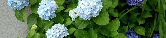 ★★mayu★★'s header image