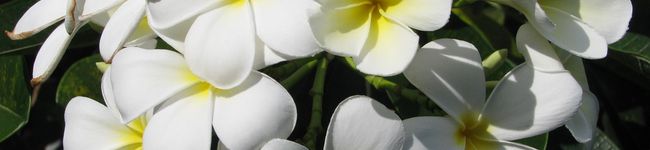 kusaomama's header image