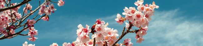 tomojack's header image