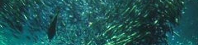 picardie's header image
