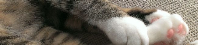 猫田かあさん＊'s header image