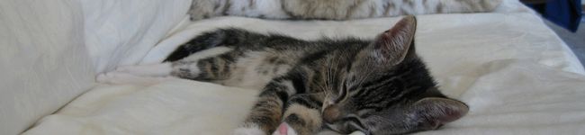 MayumiLosAltos's header image