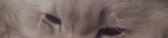 Shueh's header image