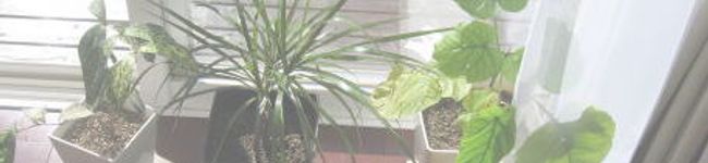 hinacocco's header image