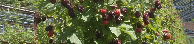 sberryfarm's header image