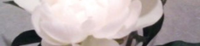 ＊enya＊'s header image