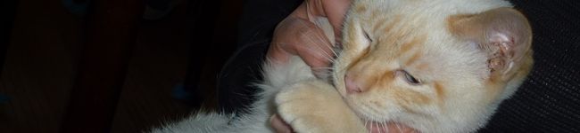 ねこねこおやびん's header image