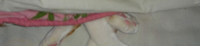 kya's header image
