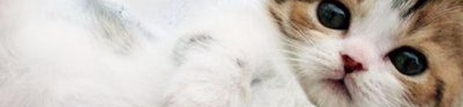 あゆたろ＊'s header image