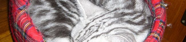 honeyboo27's header image