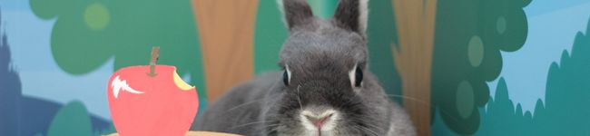 suziehippy's header image