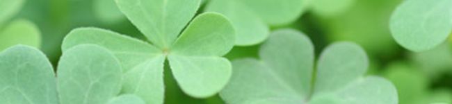 Rian's header image