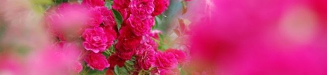 kumausako's header image